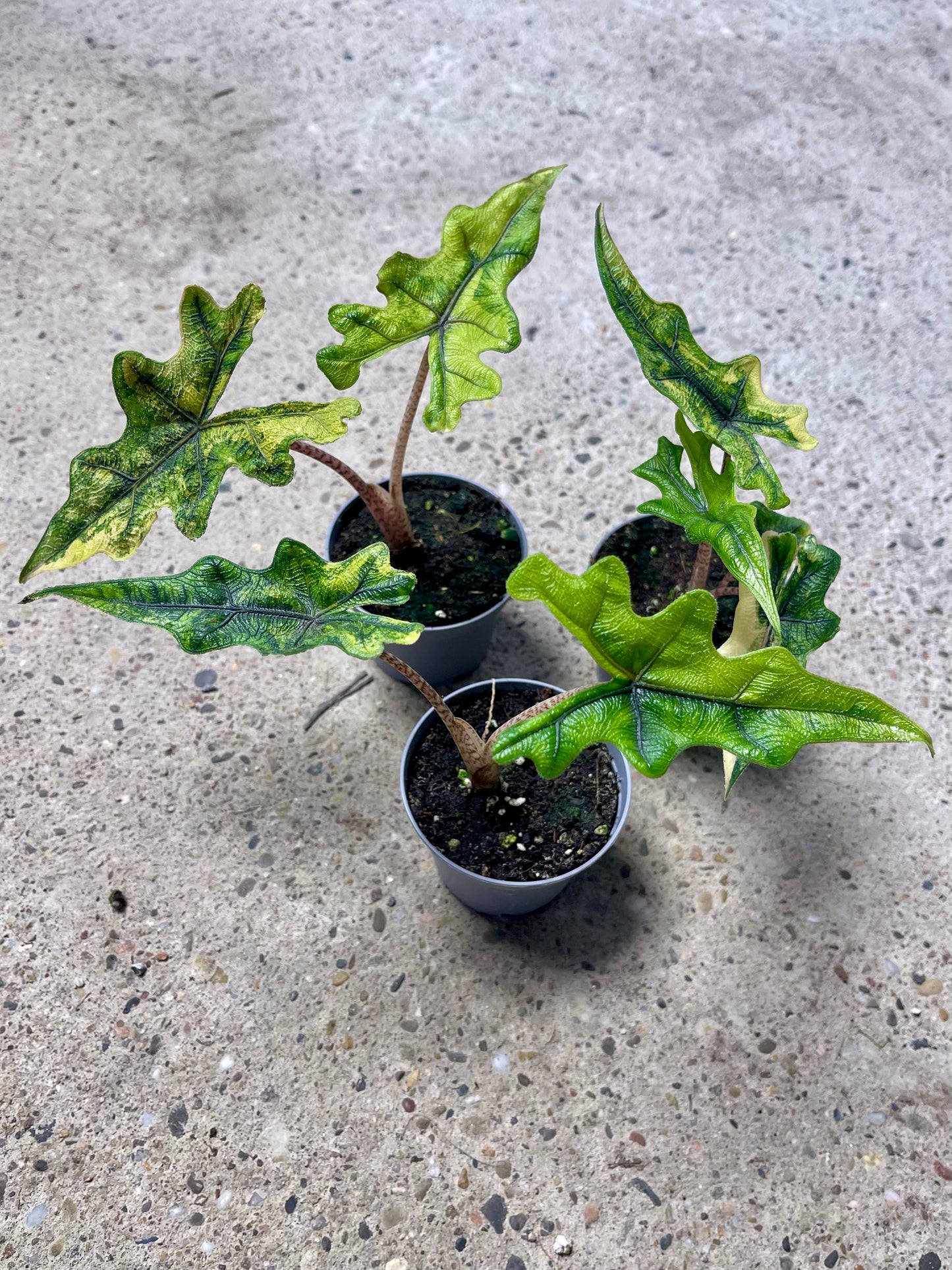 Alocasia jacklyn variegata NEW