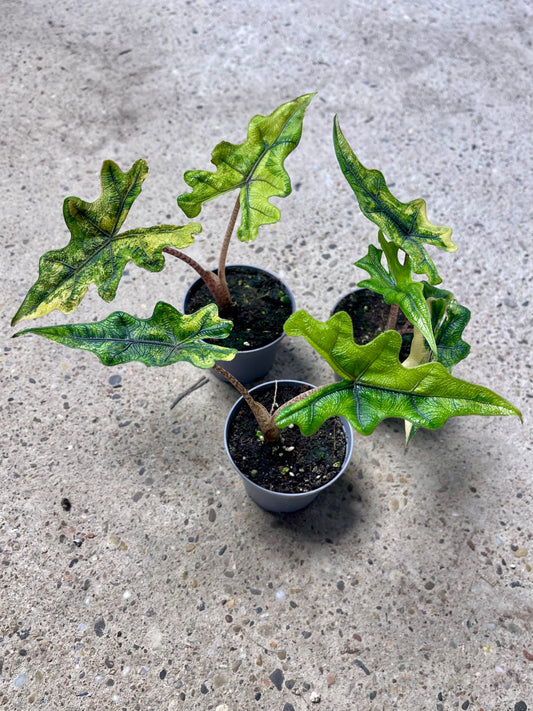 Alocasia jacklyn variegata NEW