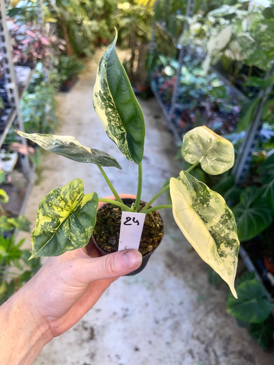 ALOCASIA DRAGON SCALE VARIEGATA NEW