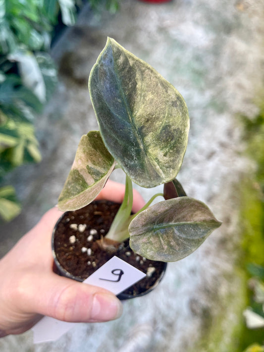 Alocasia cuprea red secret variegata NEW