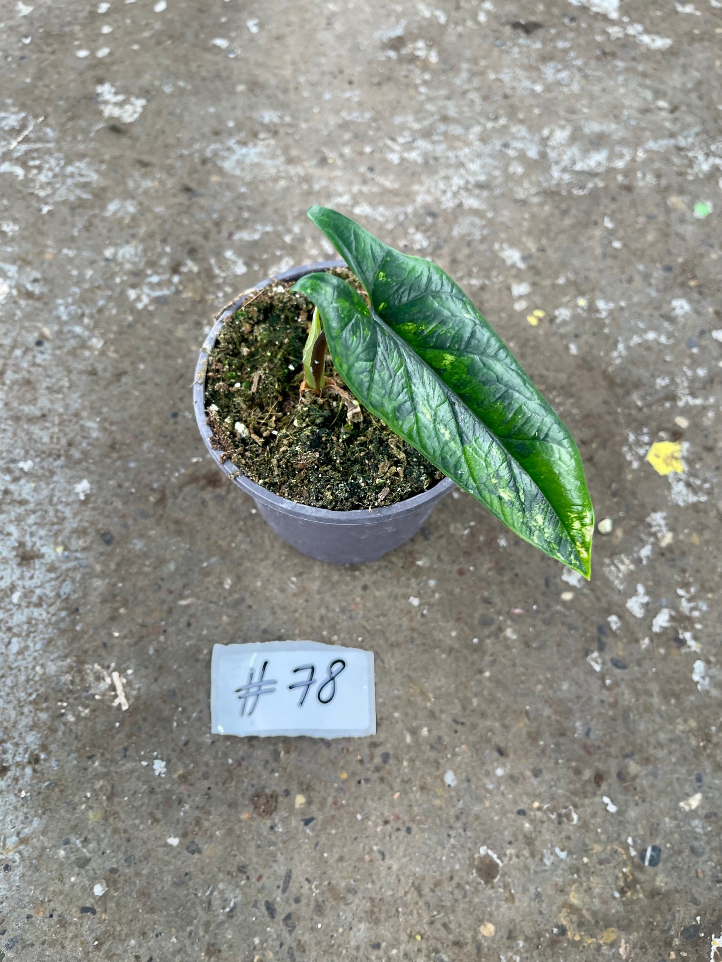 PLANTE A SAUVER