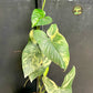 Syngonium aurea variegata