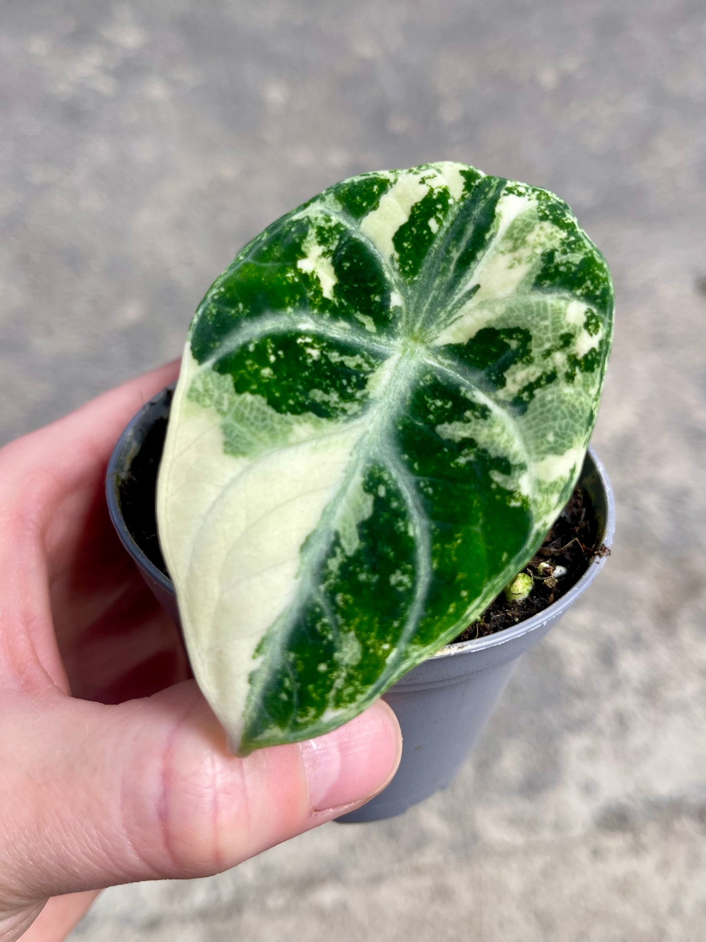 ALO.CASIA NINJA ALBO VARIEGATA