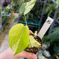 MONSTERA MINT WHITE MONSTER S NEW