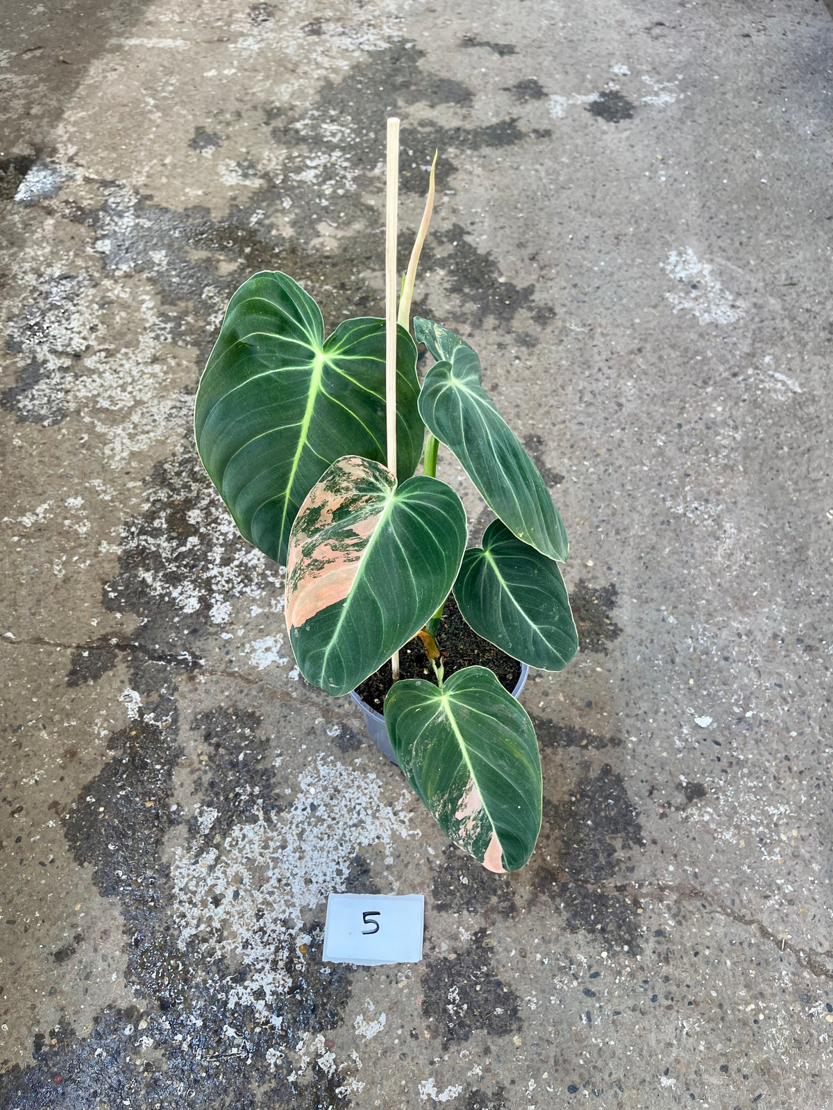 PHILODENDRON MELANOCHRYSUM VARIEGATA / ORANGE PINK