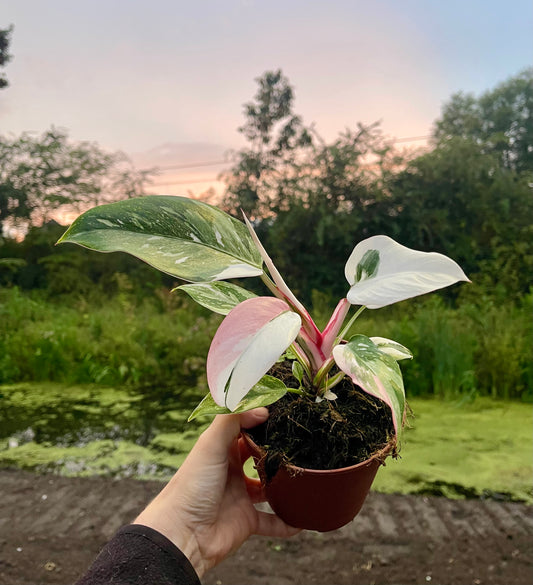 Philodendron white princess tricolor