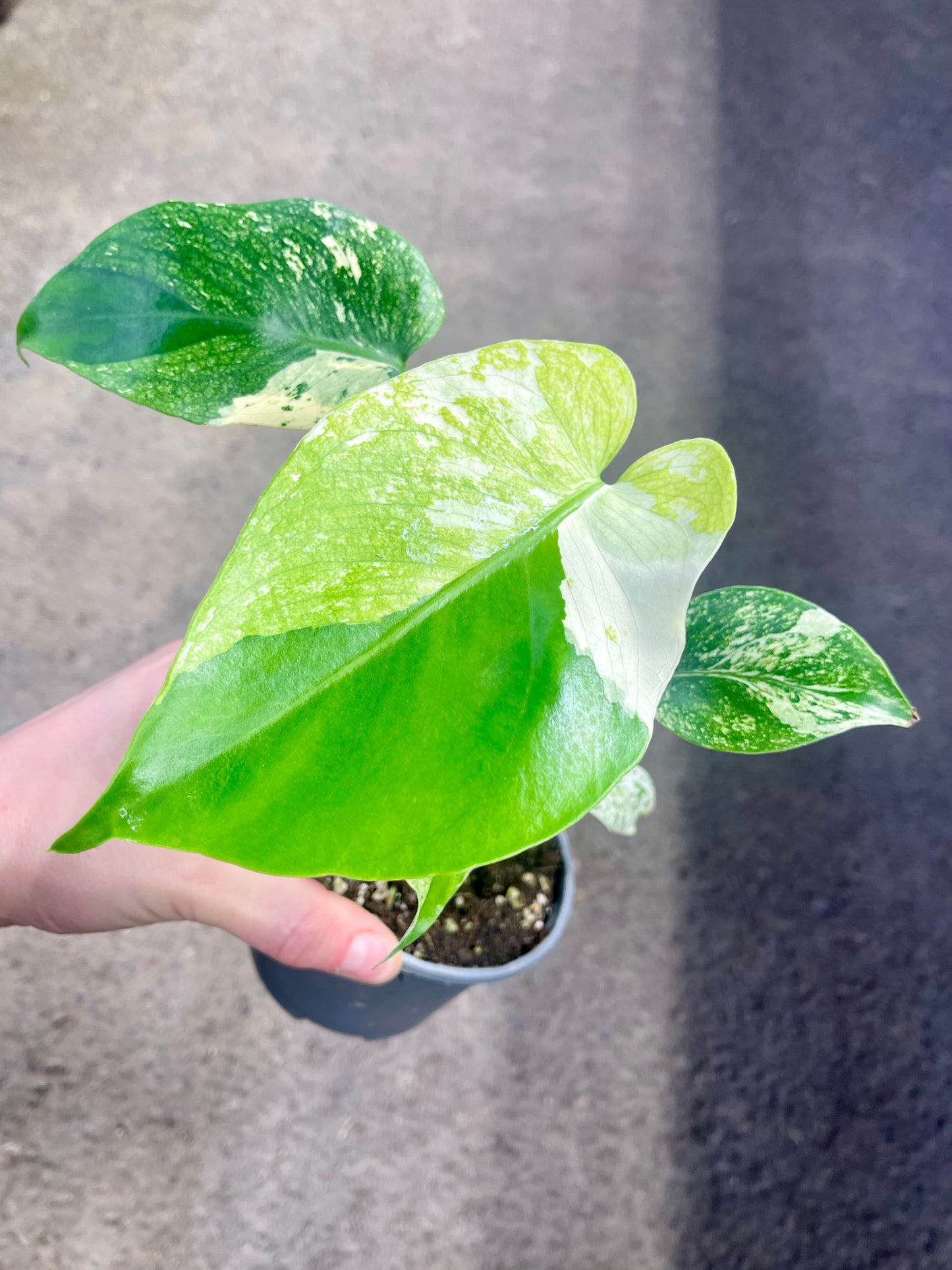 MONS.TERA WHITE MONSTER MUTATION TRICOLOR