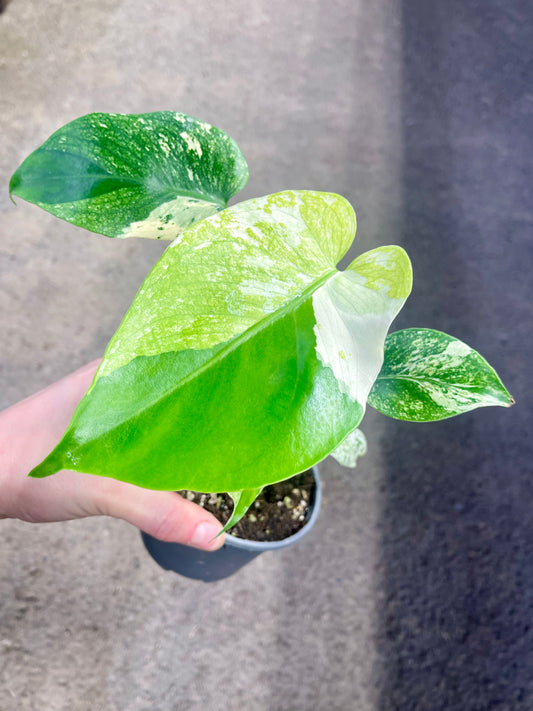 MONS.TERA WHITE MONSTER MUTATION TRICOLOR