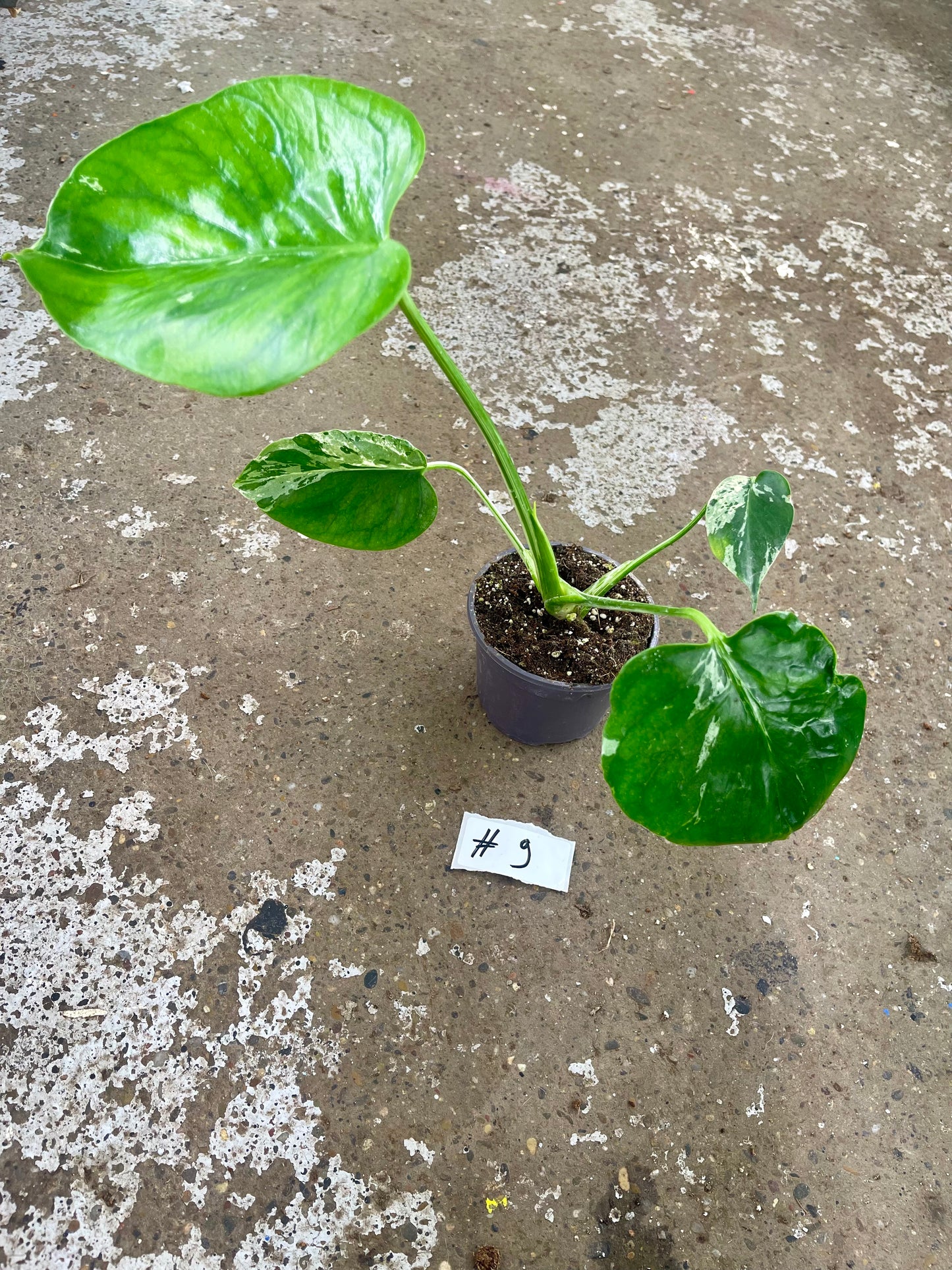 MONSTERA BULBASAUR M