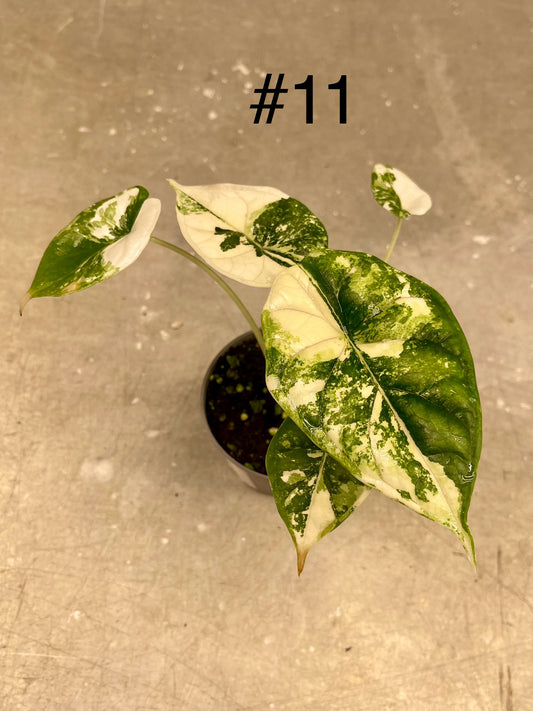 ALOCASIA DRAGON SCALE ALBO VARIEGATA  S