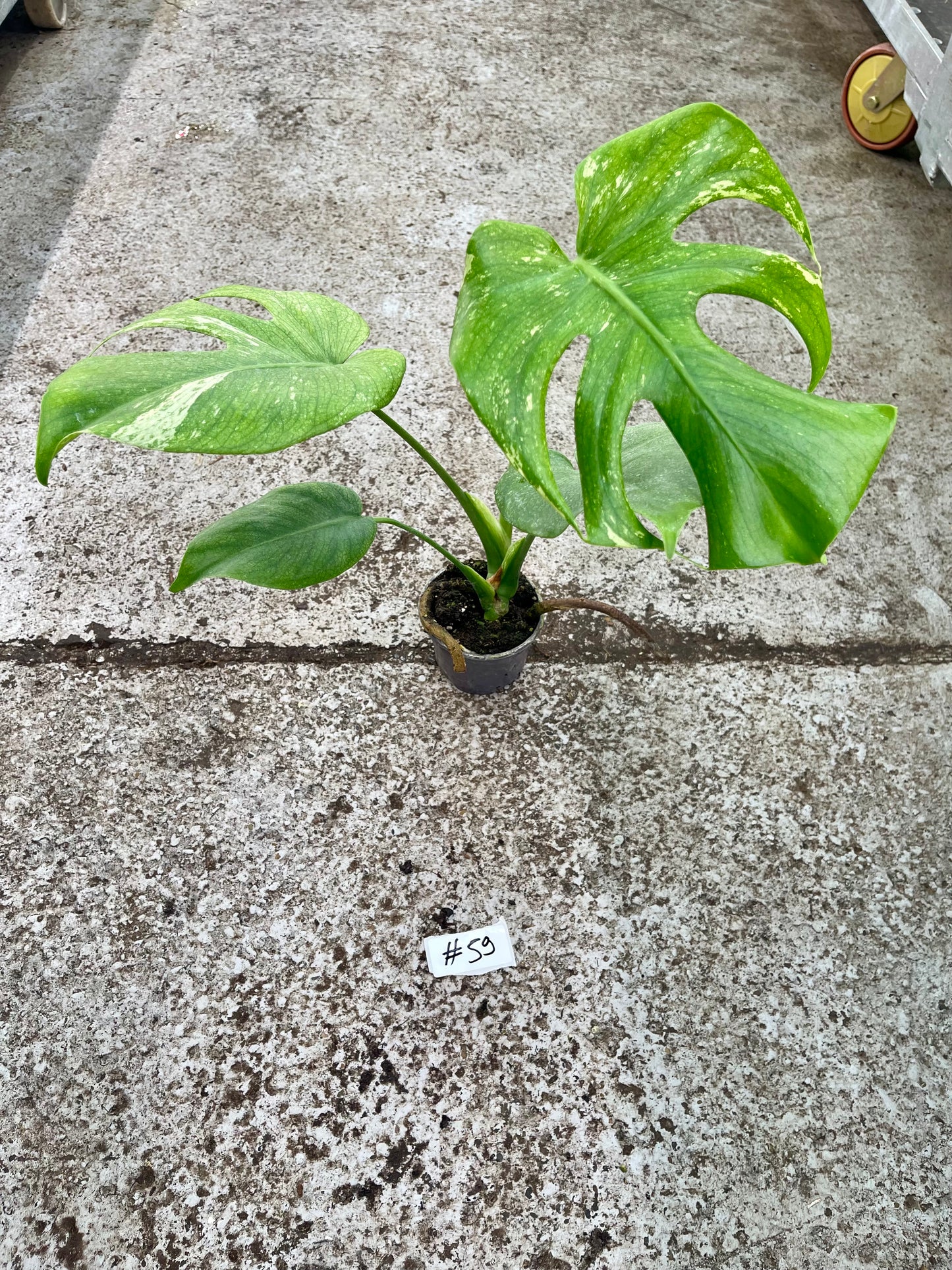 PLANTE A SAUVER