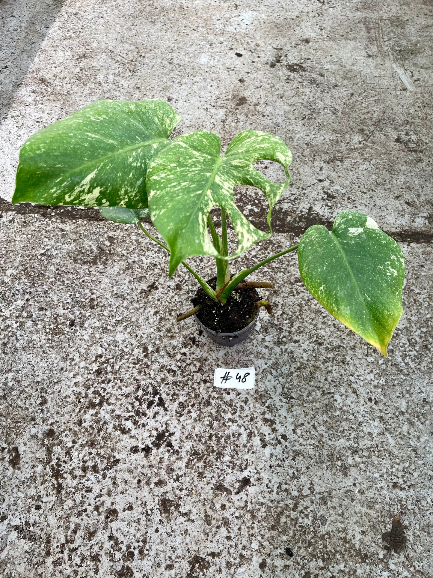 PLANTE A SAUVER