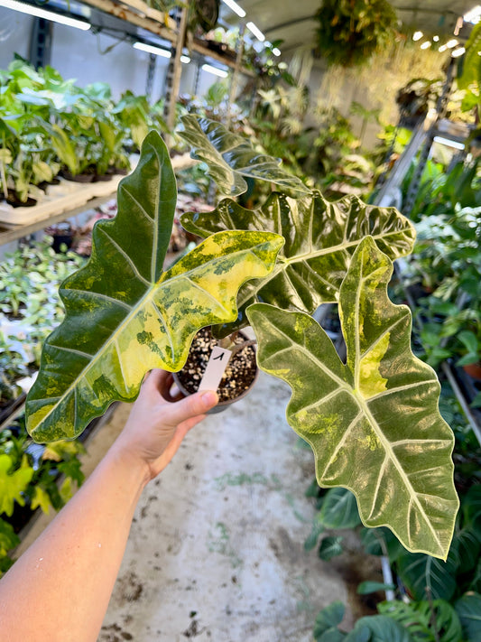 Alocasia pseudo sanderiana aurea variegata L NEW