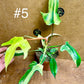 Philodendron florida beauty effet mint