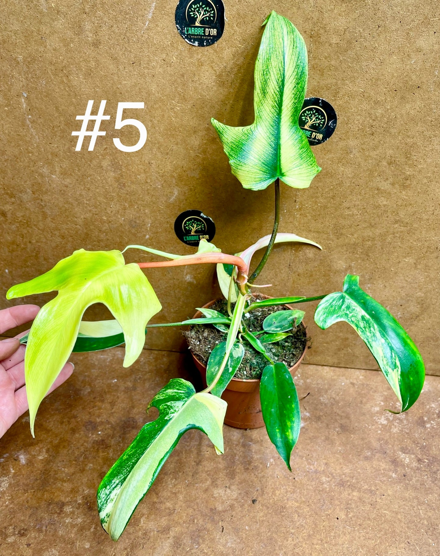 Philodendron florida beauty effet mint