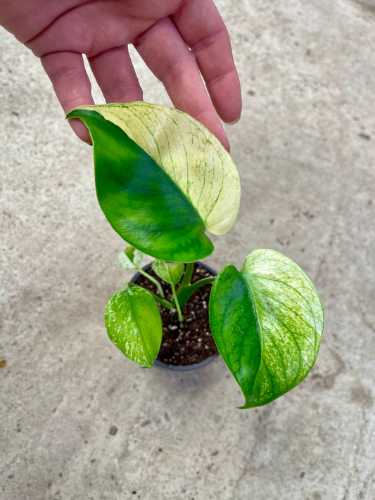 MONSTERA WHITE MONSTER MUTATION