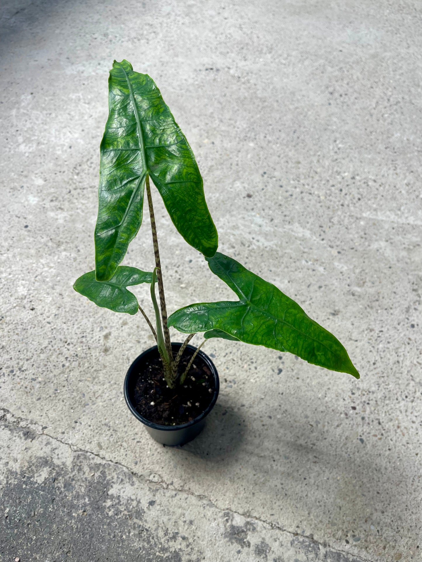 Alocasia zebrina reticulata