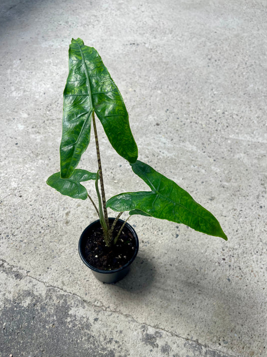 Alocasia zebrina reticulata