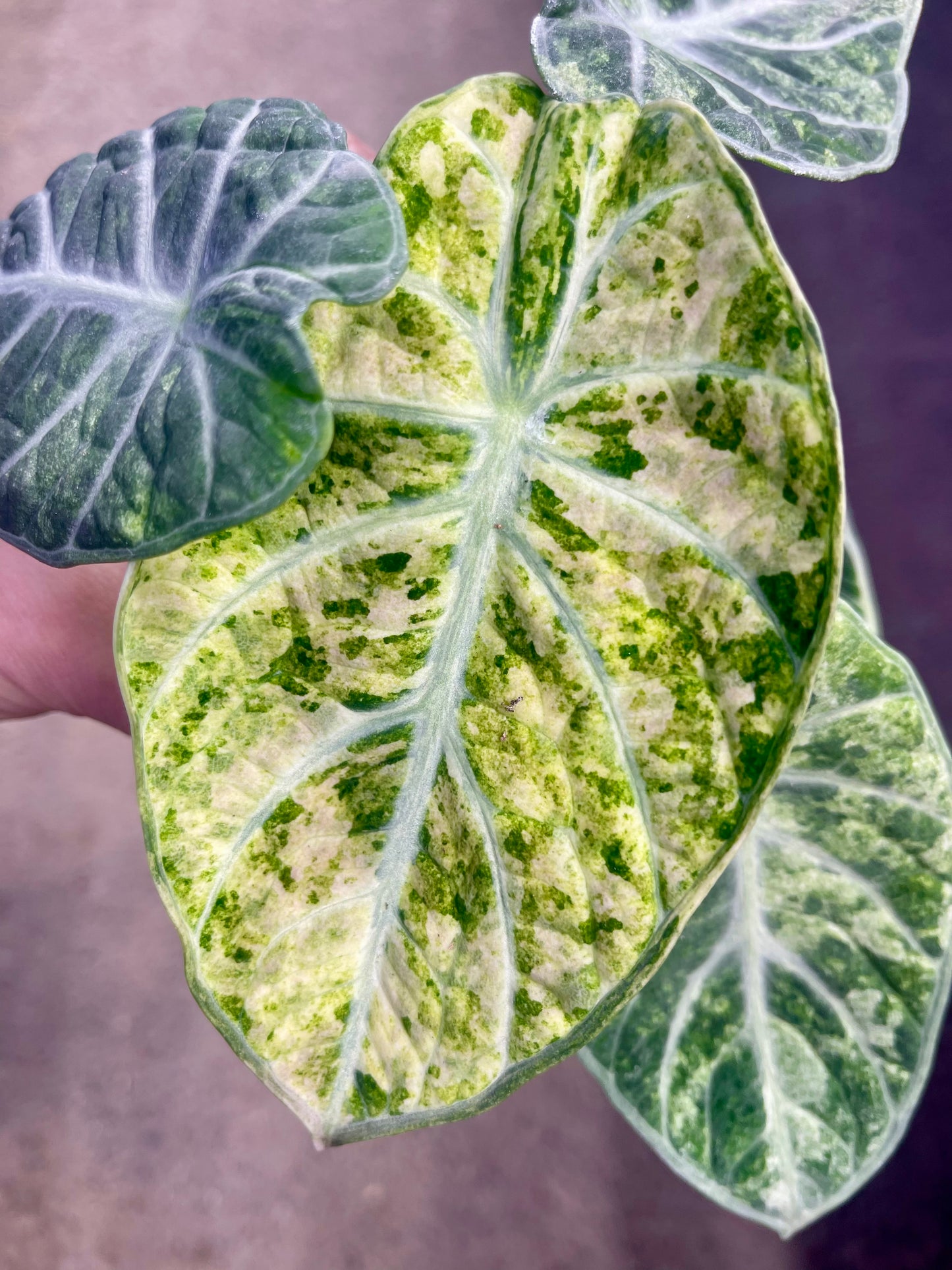 ALO.CASIA NINJA TRICOLOR PINK