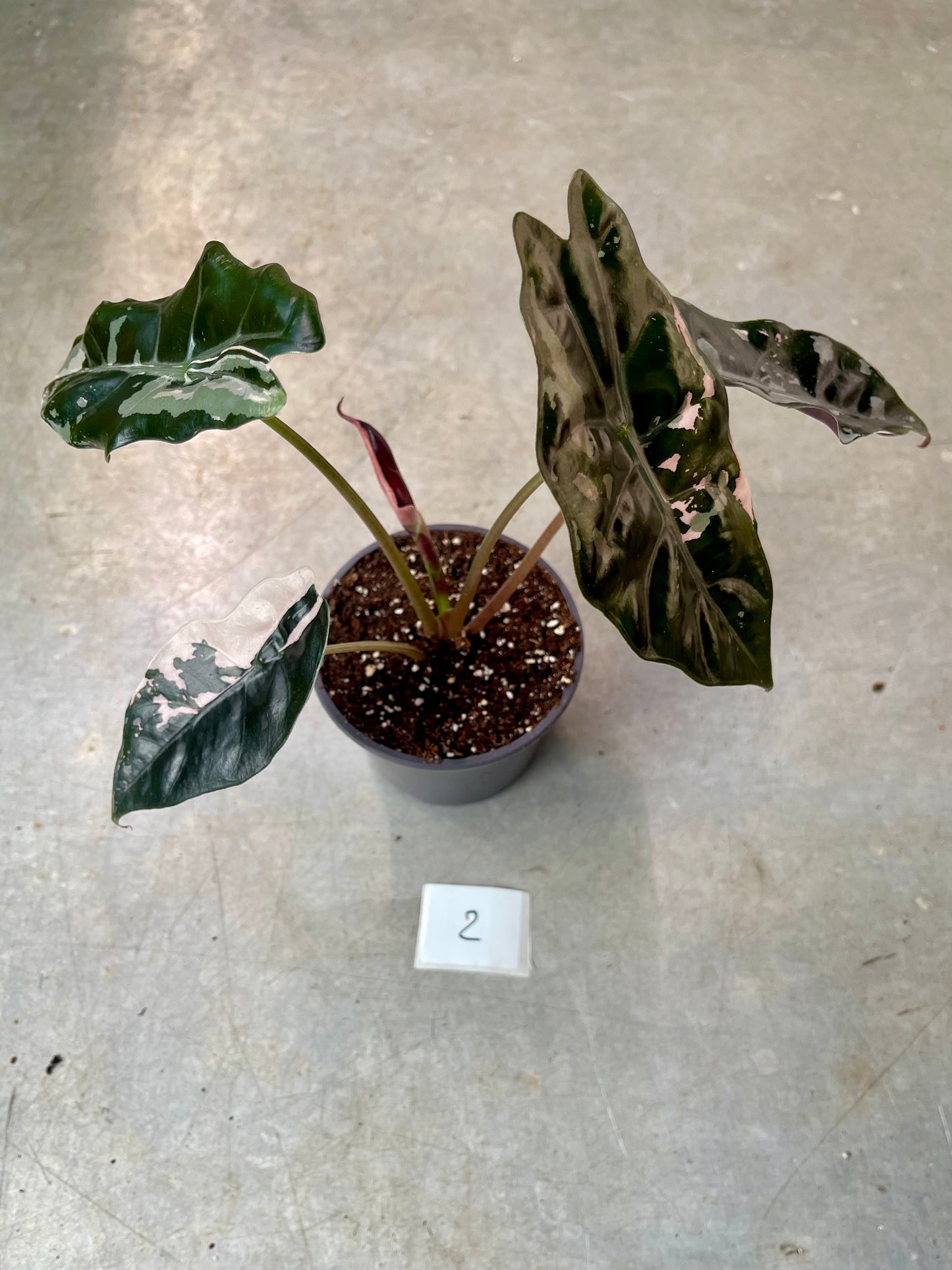 ALOCASIA CHANTRIERI PINK VARIEGATA NEW