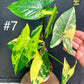 Syngonium aurea variegata