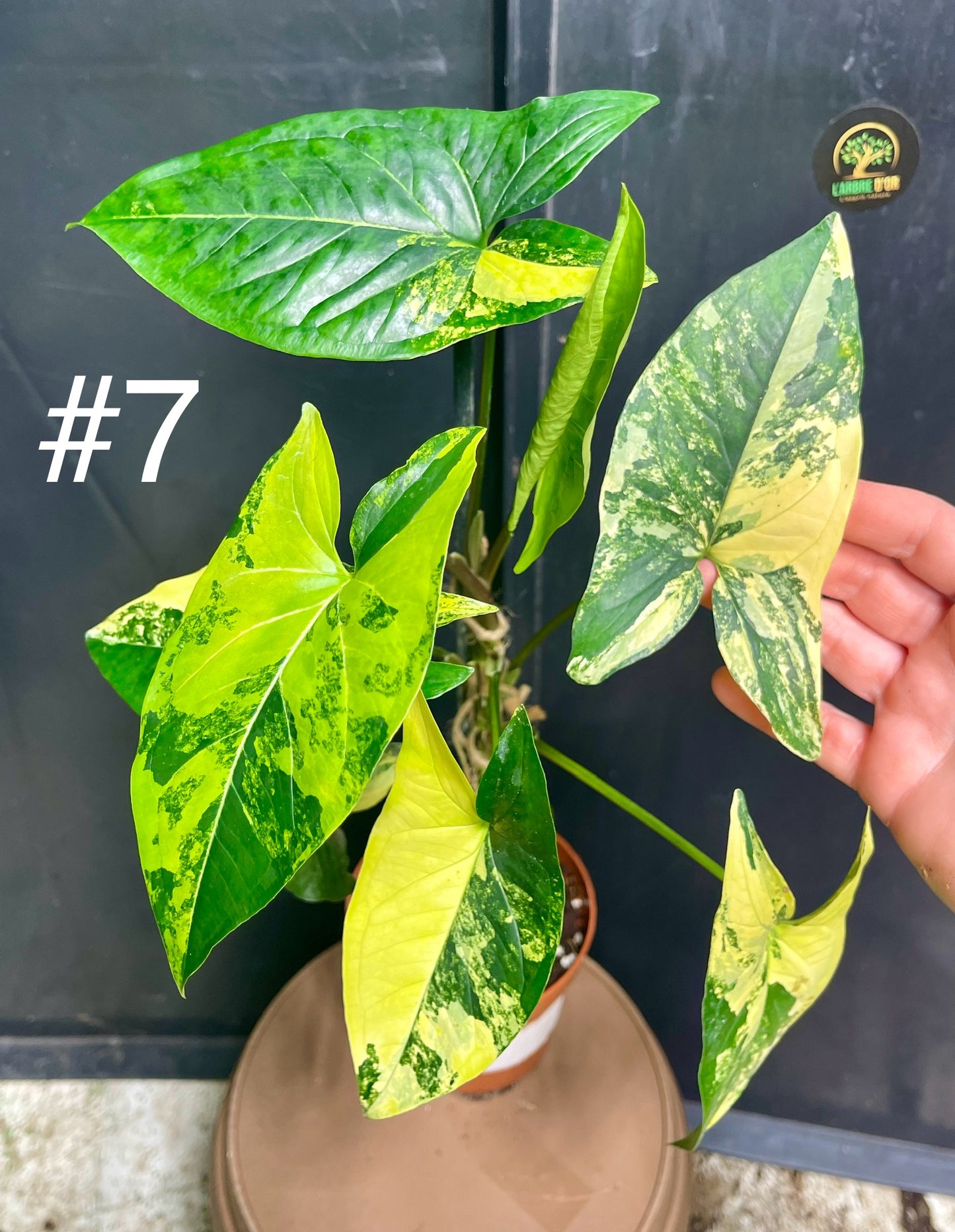 Syngonium aurea variegata