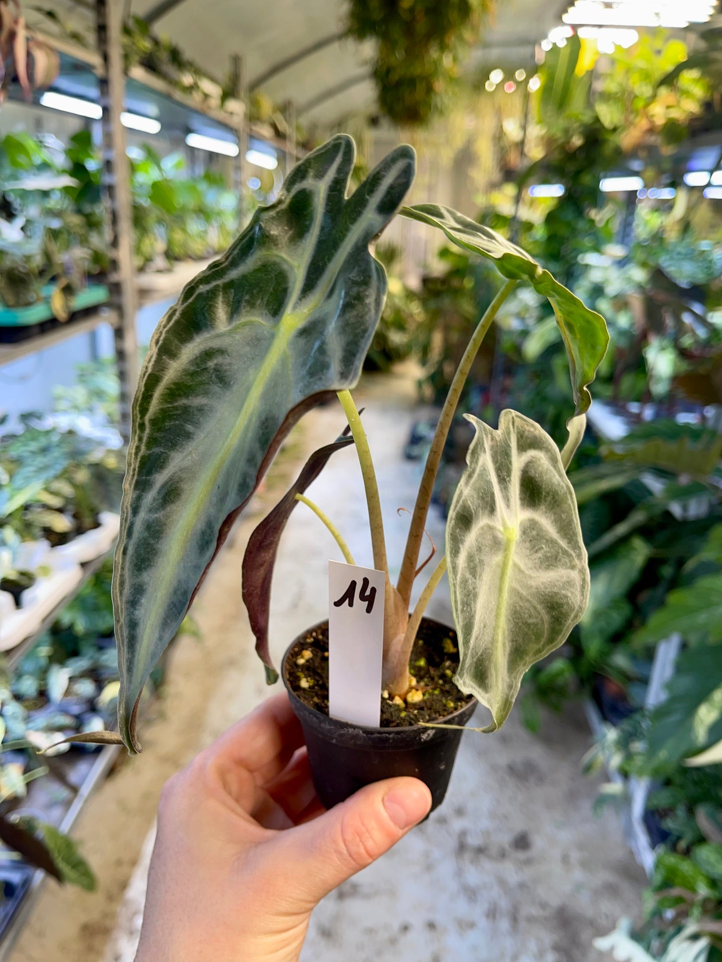 ALOCASIA VENOM S NEW