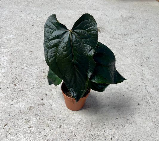 ANTHURIUM QUEEN OF HEARTS