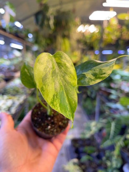 Monstera deliciosa Yellow Marilyn Variegata S NEW