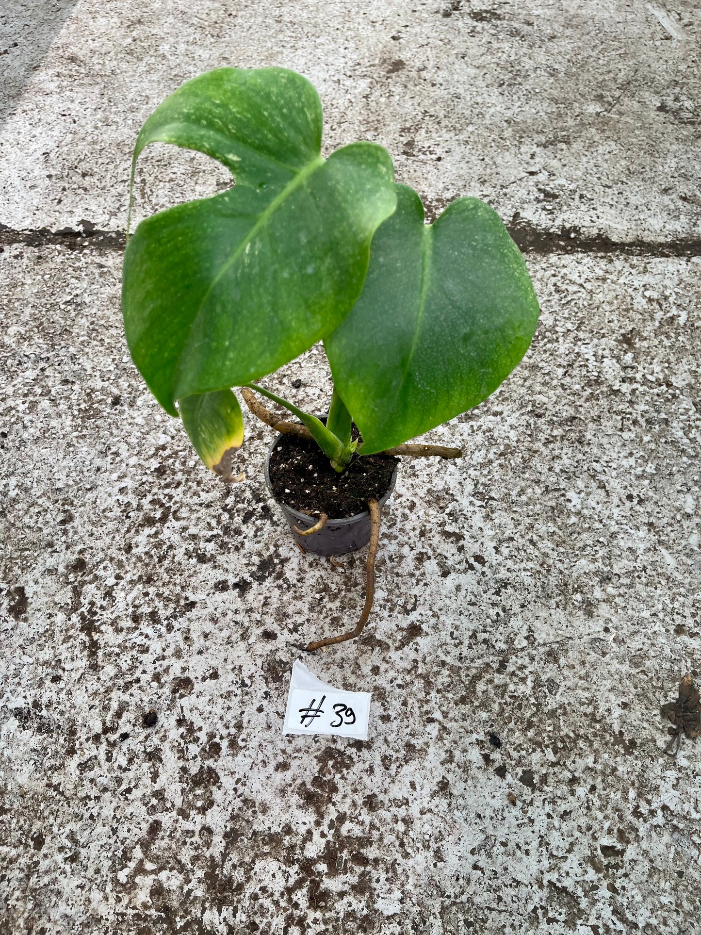 PLANTE A SAUVER