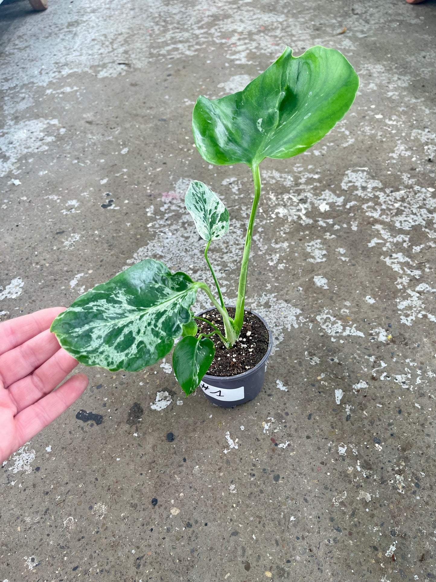 MONSTERA BULBASAUR M