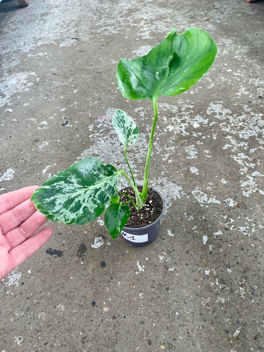 MONSTERA BULBASAUR M