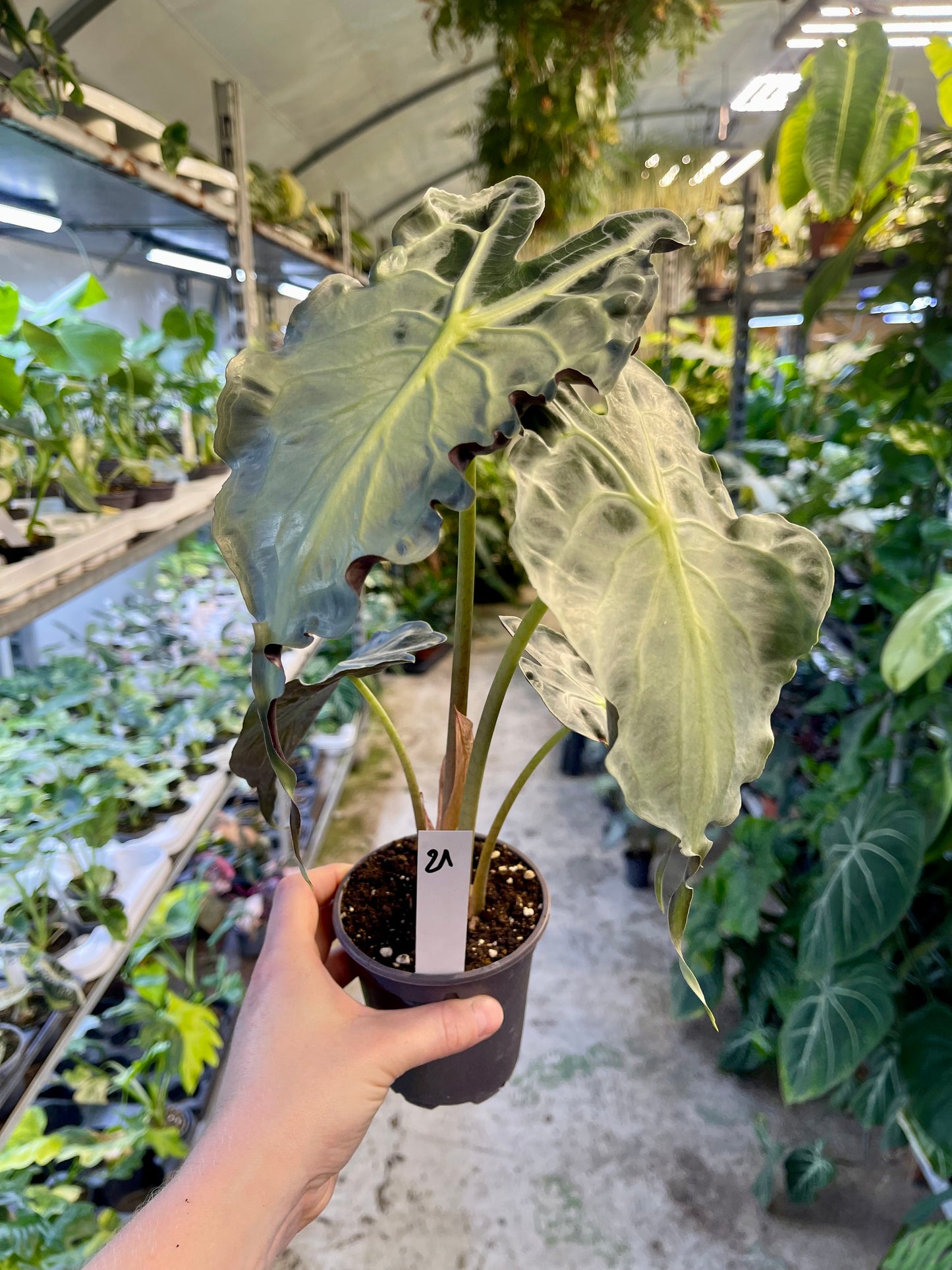 ALOCASIA VENOM L NEW