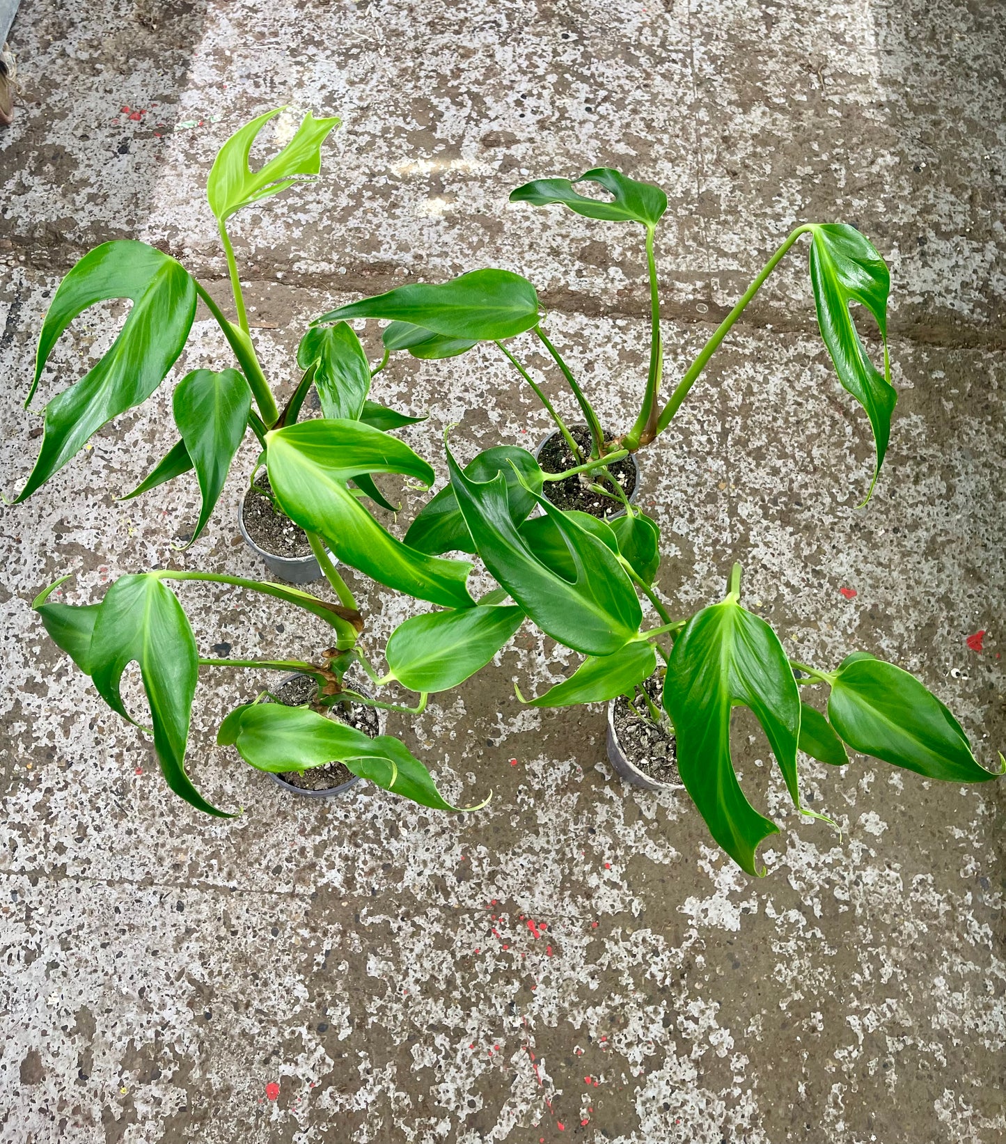 MONSTERA BURLE MARX FLAME M