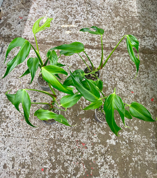MONSTERA BURLE MARX FLAME M