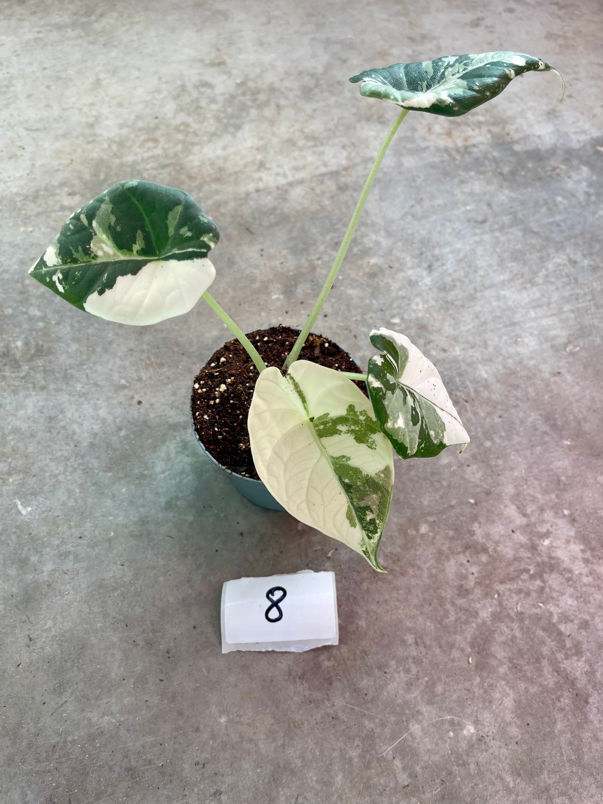 ALOCASIA MAHARANI ALBO VARIEGATA