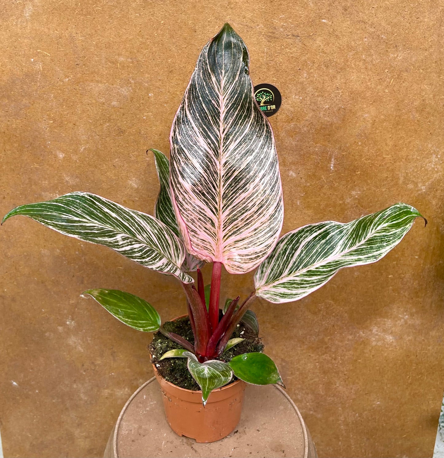 philodendron pink birkin Philodendron pink birkin – L'arbre D'or 67