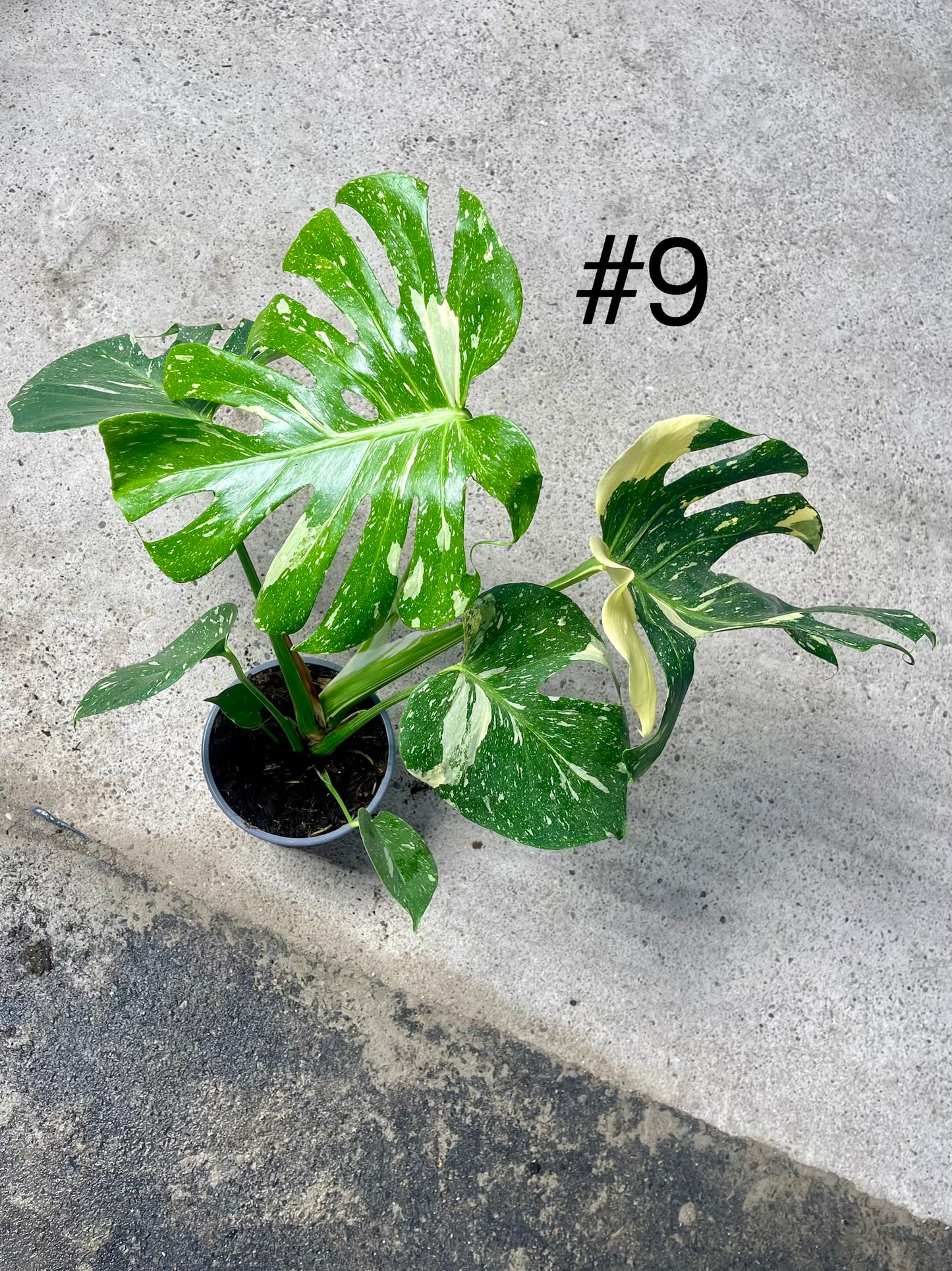 Monstera deliciosa thai constellation XL