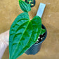 Anthurium Zara x Michelle x  Luxurians