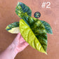 Alocasia sinuata variegata