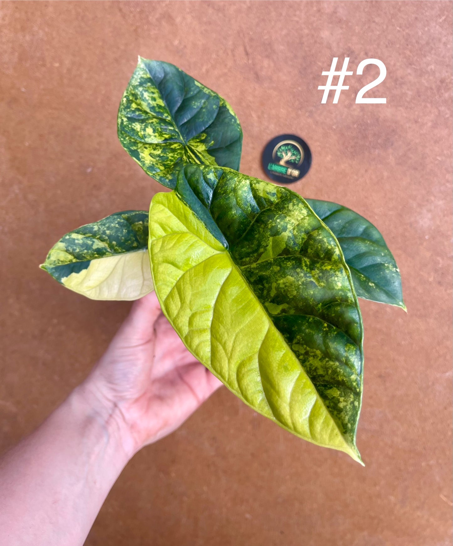Alocasia sinuata variegata