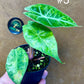 Alocasia nairobi nights variegata S NEW