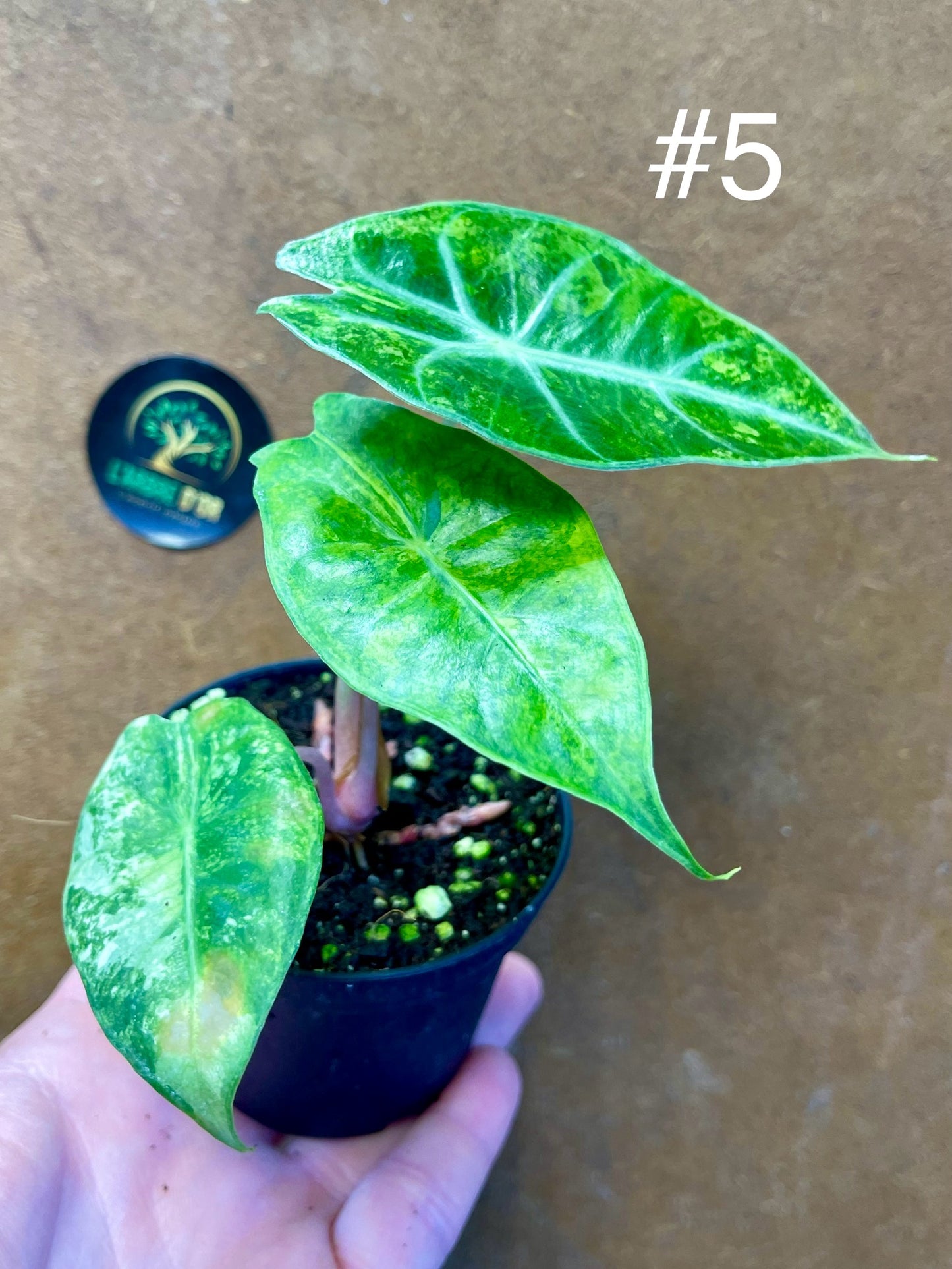 Alocasia nairobi nights variegata S NEW