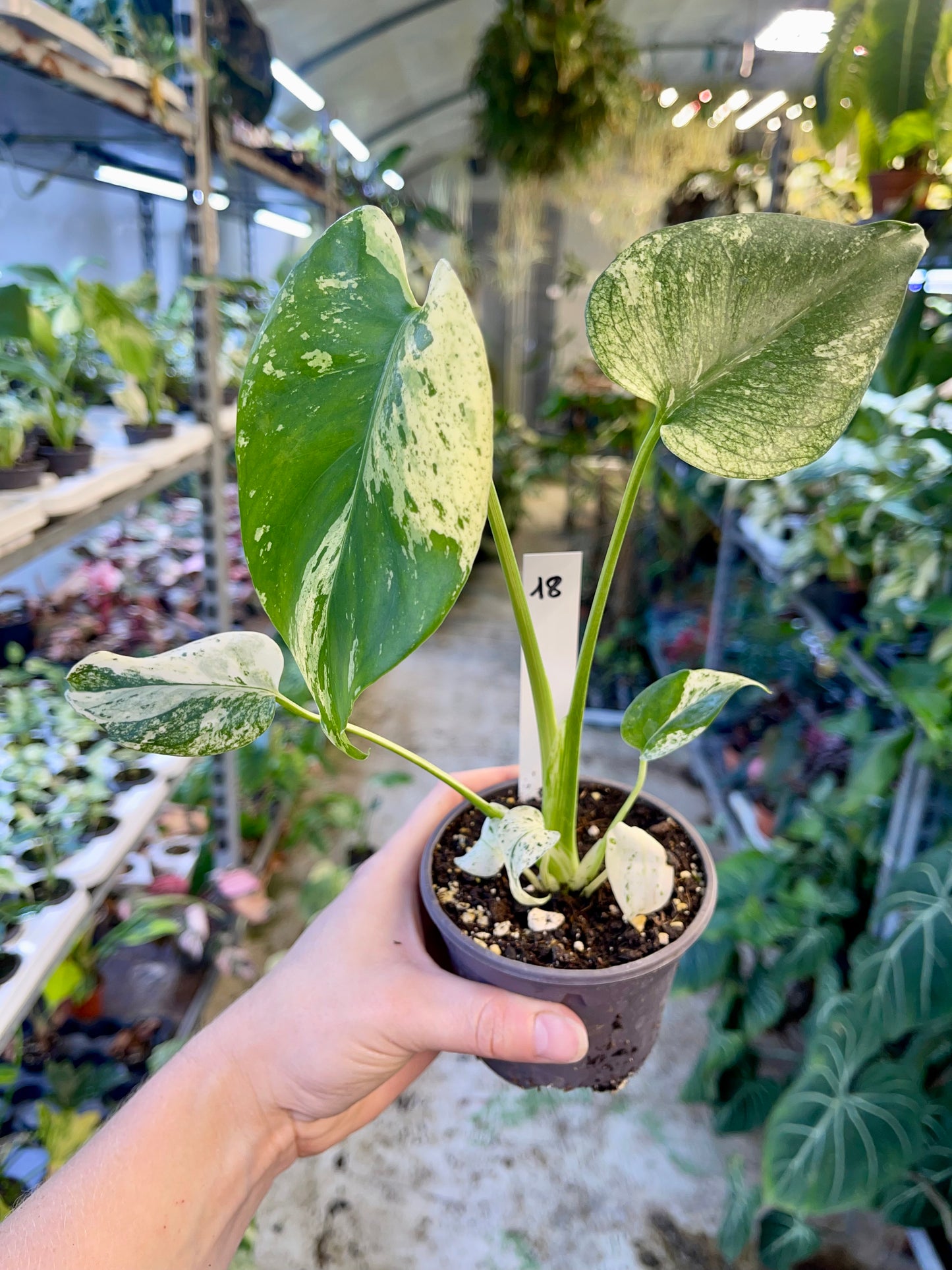 MONSTERA WHITE MONSTER M NEW