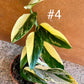 Monstera standleyana variegata