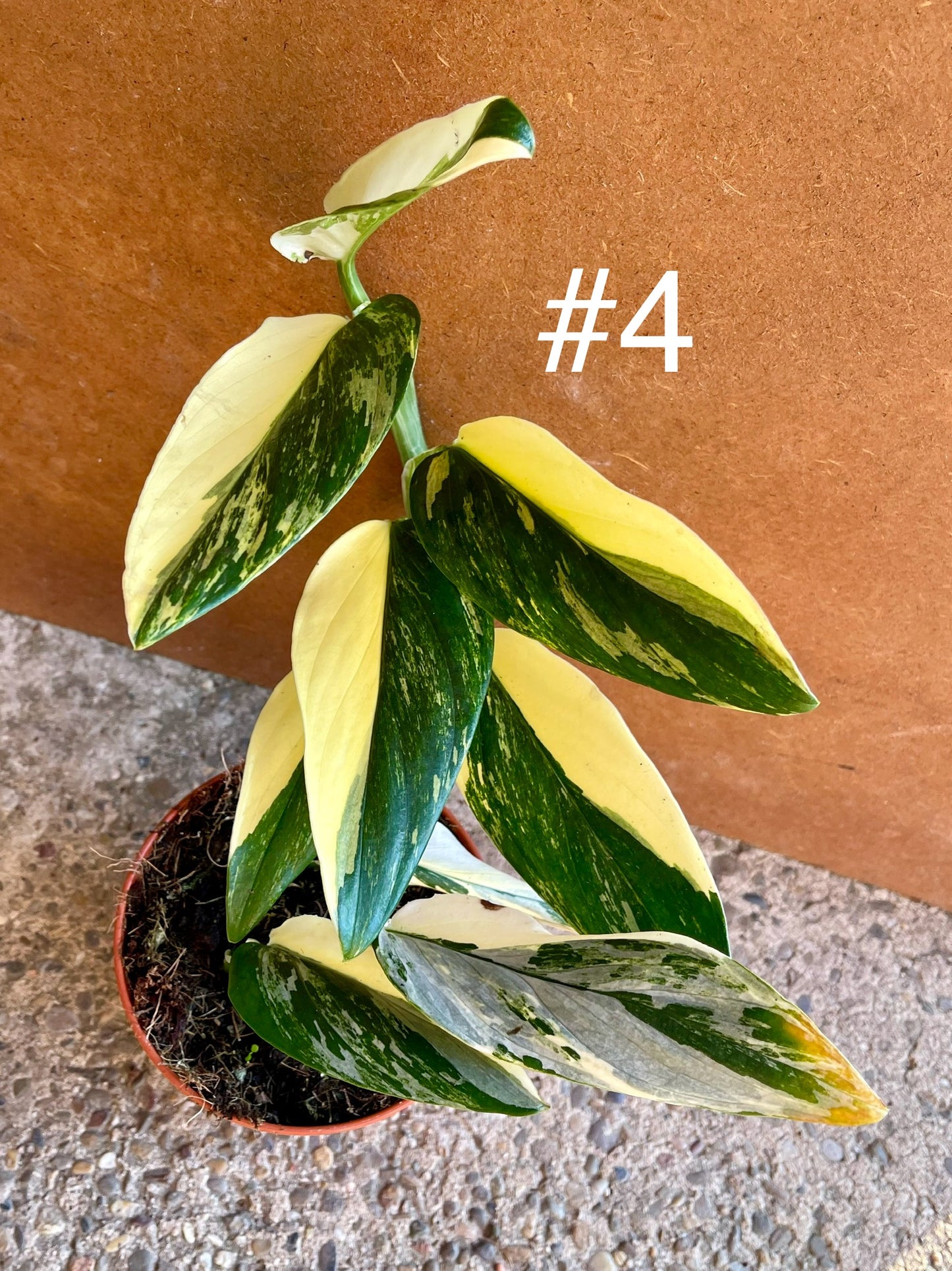 Monstera standleyana variegata