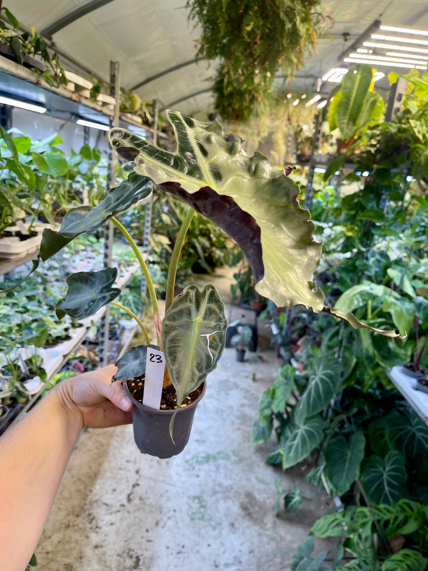 ALOCASIA VENOM L NEW
