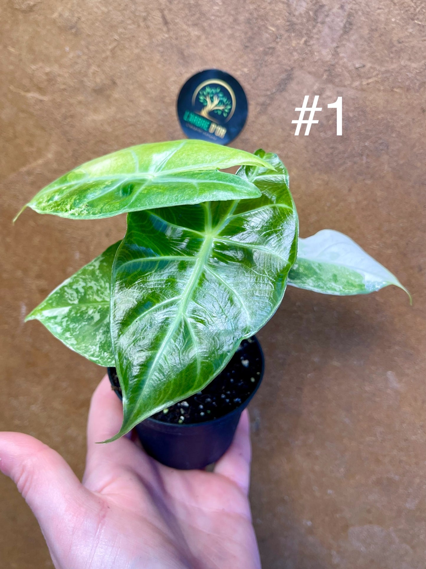 Alocasia nairobi nights variegata S NEW