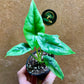 Alocasia reversa S NEW