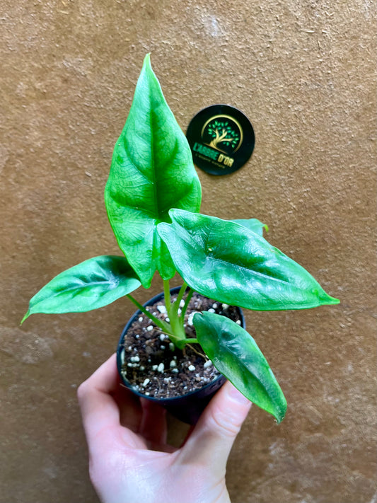 Alocasia reversa S NEW